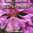 Blumenwiese - Entspannungsmusik für Tischharfen